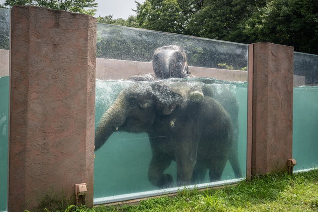 Asian elephants swim in a pool with transparent sides at Fuji Safari Park in Susono city of Shizuoka Prefecture on August 8, 2024. Paddling with chunky legs and using their trunks as a snorkel, the elephants at Fuji Safari Park in Japan are taking a dip in their summer swimming pool – with each graceful movement visible thanks to a special see-through tank. (Photo by Yuichi Yamazaki/AFP Photo)