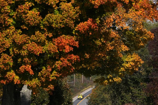 A maple tree shows its fall colors, Tuesday, October. 15, 2024, in New Gloucester, Maine. (Photo by Robert F. Bukaty/AP Photo)