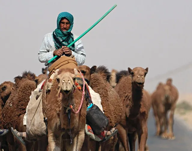 A camel herder leads the way for the camels in al-Samawa, Iraq, Saturday, June 4, 2022. (Photo by Hadi Mizban/AP Photo)