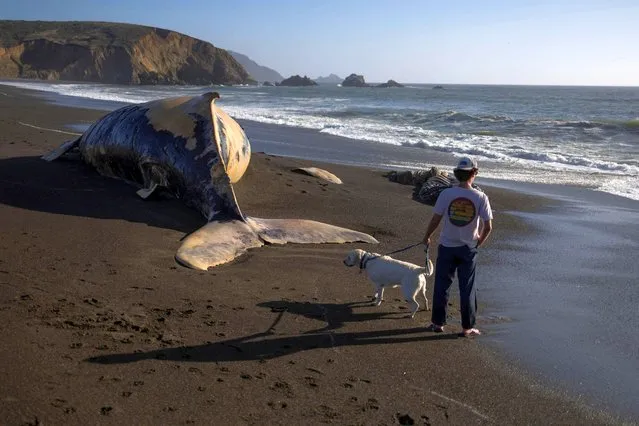 A dead humpback whale, whose cause of death is still unknown according to local media, is washed up on Sharp Park Beach in Pacifica, California, U.S., July 18, 2022. (Photo by Carlos Barria/Reuters)