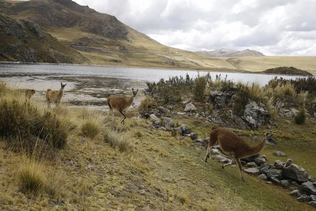 In this Thursday, August 17, 2017 photo, a herd of llamas runs on a path alongside the Marcapomacocha Lagoon, Peru, in the heights of the Andes where the rain falls for 5 consecutive months. Residents in the city of Lima rely on a vast network of concrete tunnels to transport water originating in lakes within the Andes mountains to the bone-dry capital some 200 kilometers (125 miles) away. (Photo by Martin Mejia/AP Photo)