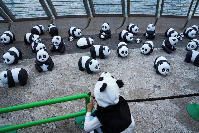 2,500 giant panda sculptures are displayed for “PANDA GO! FEST HK”, in Hong Kong on December 8, 2024. (Photo by Lam Yik/Reuters)