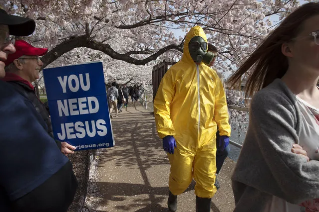 A 17-year-old who asked not to be named, wears a hazmat suit, gas mask, boots, and gloves as he walks past people holding a sign that says, “you need Jesus” as he and his family from Gaithersburg, Md. walk under cherry blossom trees in full bloom along the tidal basin, Sunday, March 22, 2020, in Washington. “I'm not worried for me since I'm young”, says the 17-year-old, “I'm wearing this in case I come into contact with anyone who is older so that I won't be a threat to them”. He plans to wear his protective outfit for coronavirus each time he leaves the house. Sections of the National Mall and tidal basin areas have been closed to vehicular traffic to encourage people to practice social distancing and not visit Washington's iconic cherry blossoms this year due to coronavirus concerns. The trees are in full bloom this week and would traditionally draw a large crowd. (Photo by Jacquelyn Martin/AP Photo)