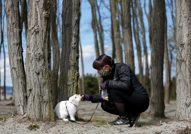 Wearing a mask for the first time in public, Carrie Eaton feeds rabbit Walter while they take a short walk at Golden Gardens Park the day after the CDC recommended people wear non-medical face masks in public during the coronavirus disease (COVID-19) outbreak in Seattle, Washington, U.S. April 4, 2020. (Photo by Lindsey Wasson/Reuters)