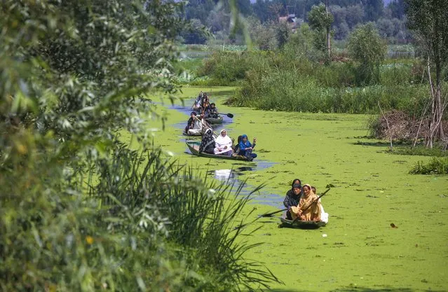 Women row their boats on algae-polluted water on the interior of Dal Lake in Srinagar, the summer capital of Indian Kashmir, 29 August 2022. (Photo by Farooq Khan/EPA/EFE)