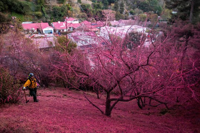 A firefighter stands on a hillside covered with retardant as the Palisades Fire, one of several simultaneous blazes that have ripped across Los Angeles County, burns in Mandeville Canyon, a neighborhood of Los Angeles, California, U.S., January 12, 2025. (Photo by Ringo Chiu/Reuters)