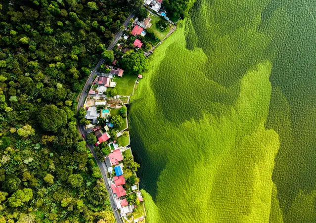 The dying lake by Daniel Núñez, Guatemala. Winner, wetlands – the bigger picture. A drone view captures the contrast between the forest and the algal growth on Lake Amatitlán. Núñez took this photograph to raise awareness of the impact of contamination on the lake, which takes in around 75,000 tonnes of waste from Guatemala City every year. “It was a sunny day with perfect conditions”, he says, “but it is a sad and shocking moment”. Efforts to restore the Amatitlán wetland are underway but have been hampered by a lack of funding and allegations of political corruptionLake Amatitlán, Guatemala. (Photo by Daniel Núñez/Wildlife Photographer of the Year)