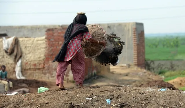 In this picture taken on August 10, 2012, 60 year old manual scavenger Kela dumping a basket of human excrement after cleaning toilets in Nekpur village, Muradnagar in Uttar Pradesh, some 40 kms east of New Delhi. (Photo by Prakash Singh/AFP Photo)