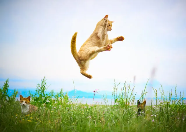 Once the cats are airborne, Hisakata uses his other hand to photograph the cats continuously using a fast shutter speed. (Photo by Hisakata Hiroyuki/Caters News Agency)