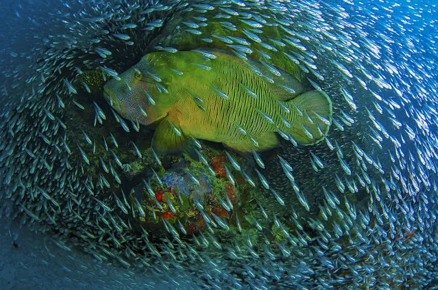 “7584 Fish”. On a windy day right after a Cyclone passed the far northern Great Barrier Reef i took some friends out to the reef. Never before i saw that many glass fish on this particular coral “bommie”. Just when i setup my camera, this Napoleon Wrasse swam right through the school of fish building a living frame. Photo location: Cairns, Great Barrier Reef, Flynn Reef, Australia. (Photo and caption by Christian Miller/National Geographic Photo Contest)