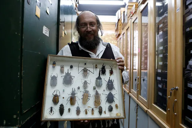 Laibale Friedman, a collection manager at Tel Aviv University carries a specimen display box at a laboratory whose collection will be housed at the Steinhardt Museum of Natural History, a new Israeli natural history museum set to open next year in Tel Aviv, Israel June 8, 2016. (Photo by Nir Elias/Reuters)