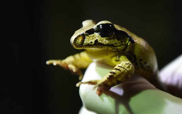 A Stuttering Barred Frog is held at their renovated enclosure “World of Frogs” at the Melbourne Zoo in Melbourne, Australia, 18 September 2015. Many populations of Stuttering frogs have disappeared in the wild and Melbourne Zoo is breeding the southern form of the species to prevent extinction. (Photo by Tracey Nearmy/EPA)