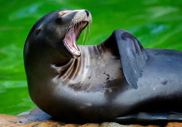 A sea lion yawns as it rest in its enclosure in the Zoo in Berlin, Germany, Tuesday, July 7, 2020. (Photo by Michael Sohn/AP Photo)