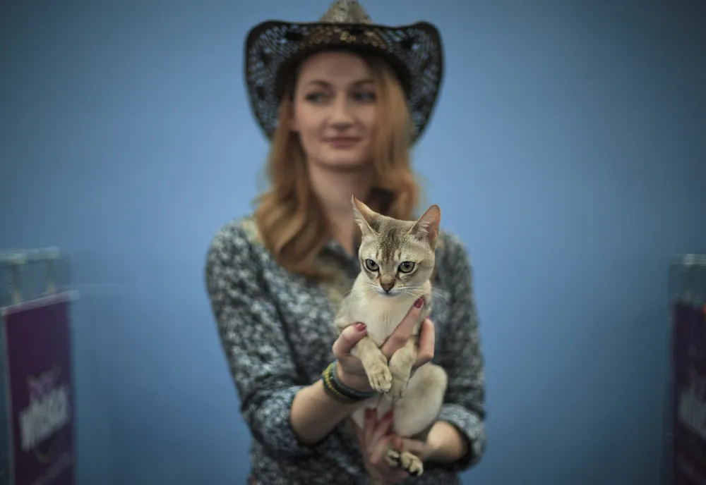 International Cat Show in Romania