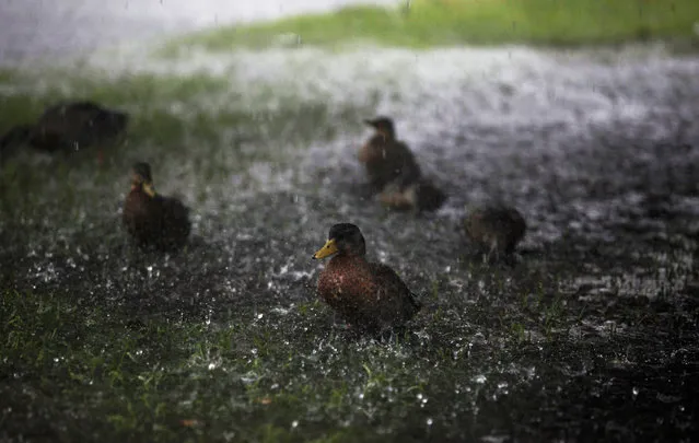 Ducks are splashed by the heavy rains of Tropical Storm Hermine as it passed through Surfside Beach, South Carolina, U.S. September 2, 2016. (Photo by Randall Hill/Reuters)