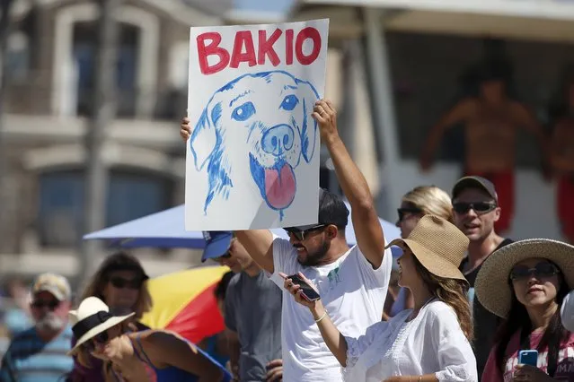 Fans cheer for surfing dogs during the Surf City Surf Dog Contest in Huntington Beach, California September 27, 2015. (Photo by Lucy Nicholson/Reuters)