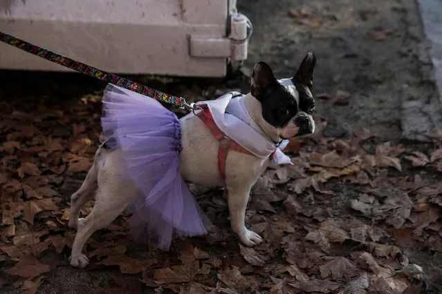 A dog wearing a tutu waits for the start of the “Sanperrestre” walk to raise awareness about the need to adopt dogs and cats instead of purchasing them, in central Madrid, Spain, December 30, 2017. (Photo by Susana Vera/Reuters)