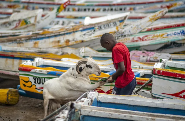 A child pulls a sheep past fishing boats to be washed with soap before it is offered for sale for the upcoming Islamic holiday of Eid al-Adha, on the beach in Dakar, Senegal Thursday, July 30, 2020. Even in the best of times, many Muslims in West Africa scramble to afford a sheep to slaughter on the Eid al-Adha holiday, a display of faith that often costs as much as a month's income, and now the coronavirus is wreaking havoc on people's budgets putting an important religious tradition beyond financial reach. (Photo by Sylvain Cherkaoui/AP Photo)