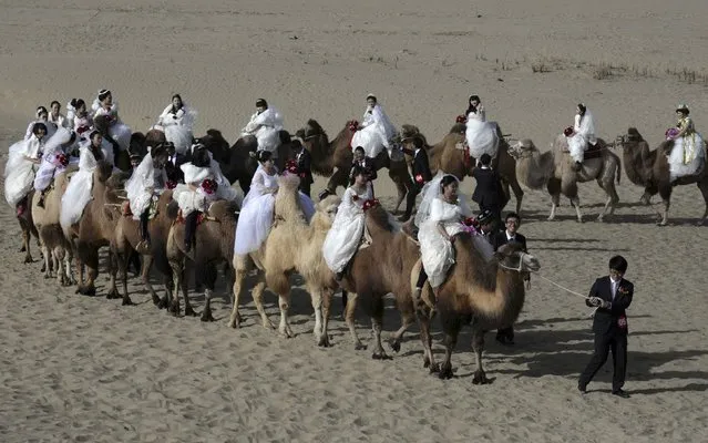 Newly-wed grooms lead camels carrying their brides during a mass wedding in a desert at a tourism area containing a populus euphratica reserve in Yuli county, Xinjiang Uighur Autonomous Region, November 2, 2014. A total of 22 couples took part in the mass wedding on Sunday, local media reported. (Photo by Reuters/China Daily)