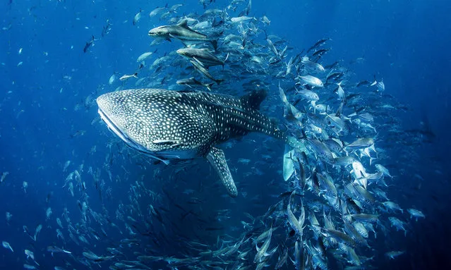 A whale shark swims past a reef near the island of Koh Phangan, Thailand. (Photo by Dan Charity/The Guardian)