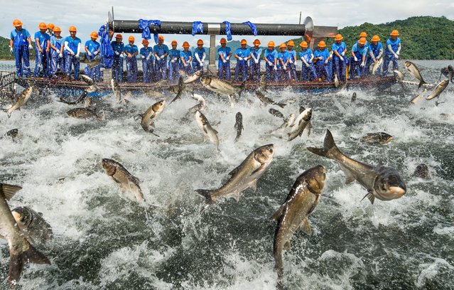 Silver carp try to escape a net being hauled in at Quiandao Lake in the Zhejiang province of China early July 2025. (Photo by Gunther Riehle/Solent News & Photo Agency)
