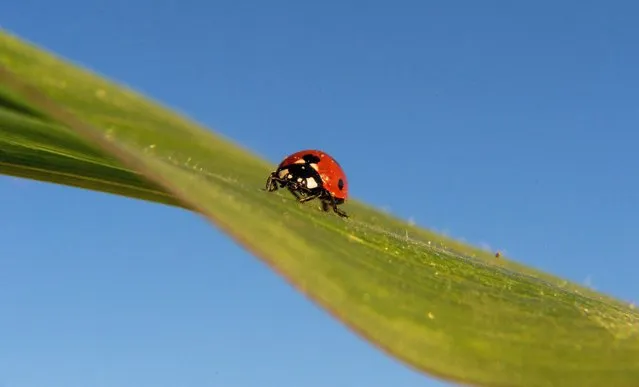 A ladybird sits on the leaf of a corn plant, and is illuminated by the rising sun at Visselhoevede (Niedersachsen), Germany, 20 July 2016. In the sky behind it, not even one cloud is seen. (Photo by Daniel Reinhardt/EPA)