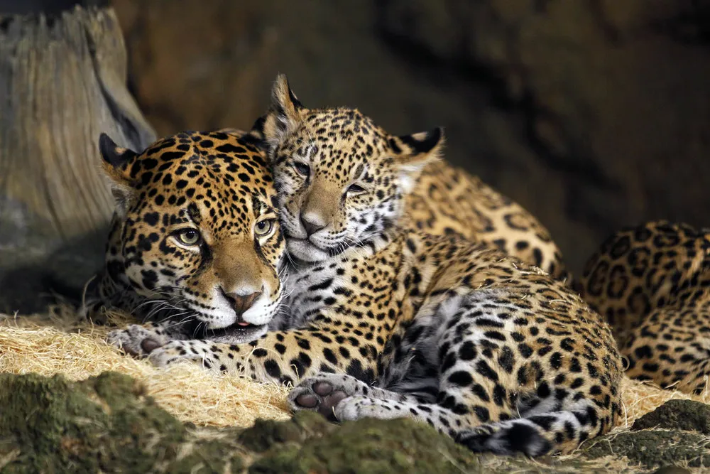 Baby Jaguars Are Named at the Zoo