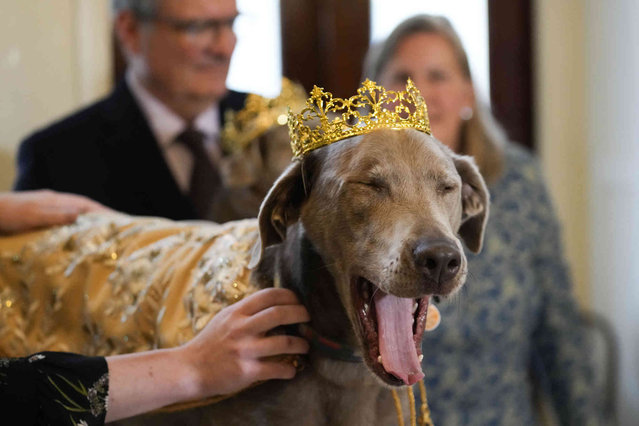 His Majesty XXX, King Pete Sampras Gelderman, the king of the Krewe of Barkus, a Mardi Gras dog parade, yawns as he is introduced at the krewe's traditional Friday lunch at historic Galatoire's Restaurant in New Orleans, Friday, February 10, 2023. The Barkus parade, open to public and their dogs by registering for the event, goes through the French Quarter on Sunday, Feb. 12, 2023. (Photo by Gerald Herbert/AP Photo)