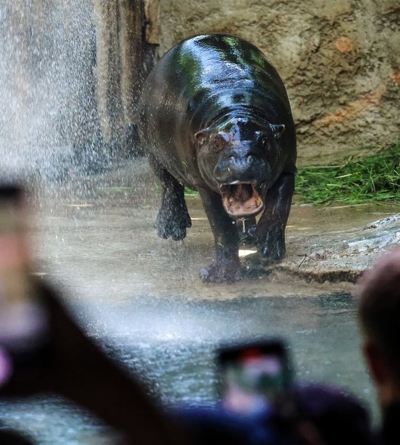 Female pygmy hippo “Toni” gets showered in a pond in her enclosure during her farewell week before leaving Zoo Berlin, in Berlin, Germany, 20 August 2025. The pygmy hippopotamus, born on 03 June 2024, will move to Mulhouse Zoo in France. The move to France is being carried out on the recommendation of the European Endangered Species Program (EEP), which is intensively involved in the long-term prospects of this highly endangered species. The pygmy hippopotamus is classified as 'endangered' according to the Red List of the International Union for Conservation of Nature (IUCN). (Photo by Hannibal Hanschke/EPA)