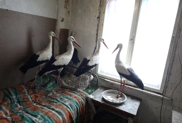 Storks that were saved by Bulgarian farmer Safet Ismail are pictured in the village of Zaritsa, Bulgaria, March 21, 2018. Dozens of people from villages in north-eastern Bulgaria took storks to their houses as a lot of the birds got injured due to freezing temperatures and snowfalls in the area over the last few days. (Photo by Stoyan Nenov/Reuters)