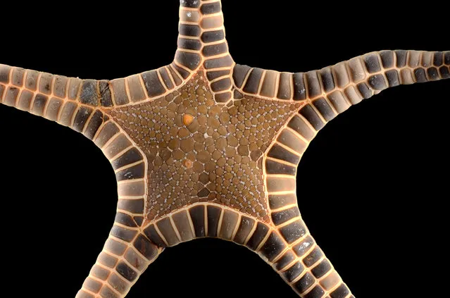 “Imperfect” Iconaster longimanus – the upper arm was damaged and regenerated, which affected the typically perfect shape of the “star” on the disk. Singapore Marine. (Arthur Anker)