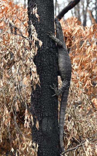 This photo taken on January 15, 2020 shows a goanna looking for food among the charred trees after a bushfire in Budgong area of New South Wales. The confirmed death toll rose to 28 on January 15, as the fires have already destroyed more than 2,000 homes and burnt 10 million hectares (100,000 square kilometres) of land – an area larger than South Korea or Portugal. (Photo by Saeed Khan/AFP Photo)