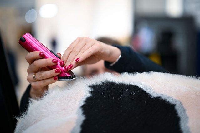 Cattle are prepared for judging at The Dairy Show at the Bath and West Showground on October 01, 2025 in Shepton Mallet, England. The Dairy Show event is one of the most important dates in the dairy farmer's calendar, combining a comprehensive trade show with an exhibition of top-quality dairy cattle. (Photo by Finnbarr Webster/Getty Images)