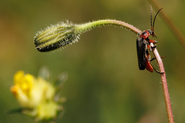 A Red Soldier beetle climbs the stem of a wild flower on Hutchinson's Bank on June 02, 2025 in New Addington, United Kingdom. Hutchinson's Bank, which is managed by the London Wildlife Trust (LWT), is a large area of secluded chalk grassland and woodland, and one of the best spots in the whole of the United Kingdom to see butterflies. Around 42 of the UK's 59 species have been recorded here. Data recorded by the UK Butterfly Monitoring Scheme (UKBMS) in 2024 paints a bleak picture for UK butterflies, with 51 of 58 species monitored showing a decline in numbers compared to 2023, making it the the 5th worst year on record, and over a third of the species showing a significant long-term decline. Conservationists have warned that butterflies are particularly vulnerable to environmental factors such as climate change and the use of pesticides, making them an important indicator for the state of biodiversity in the UK. (Photo by Dan Kitwood/Getty Images)