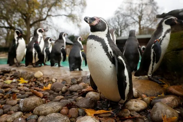 Penguins are seen inside the ZSL London Zoo, on the first day of its reopening since lockdown restrictions ease, amid the coronavirus disease (COVID-19) outbreak, London, Britain on December 2, 2020. (Photo by John Sibley/Reuters)