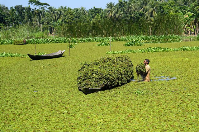 In Nazirpur Union of Pirojpur district, Bangladesh, a farmer loads water hyacinths cultivated in his field onto a boat to sell on October 27, 2025. Each boatload of water hyacinths sells for around 30 dollars. These hyacinths are used to make floating vegetable beds. In waterlogged areas, farmers grow various vegetables on these floating beds made from hyacinths. This centuries-old innovative farming method ensures food production in flood-prone regions. (Photo by Syed Mahabubul Kader/ZUMA Press Wire/Rex Features/Shutterstock)