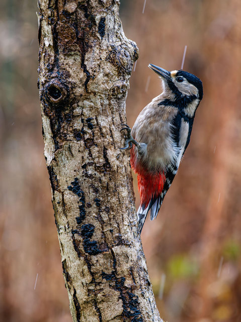 A great spotted woodpecker pauses during a rain shower in Aberystwyth, Wales, UK in the last decade of October 2025. (Photo by Philip Jones/Alamy Live News)