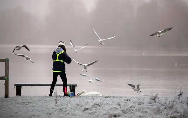 A lady tries to feed a swan but seagulls invade the scene on a frosty start to the day at Nene Park in Peterborough, Cambridgeshire, United Kingdom on December 31, 2020. (Photo by Paul Marriott/Rex Features/Shutterstock)