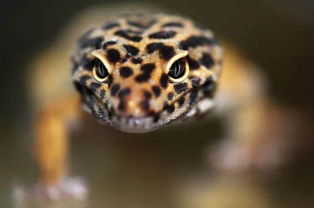 Close up of a leopard gecko taken at Wrigglies Exotic Pets store on January 8, 2015 in Dunstable, England. (Photo by Tony Margiocchi/Barcroft Media)