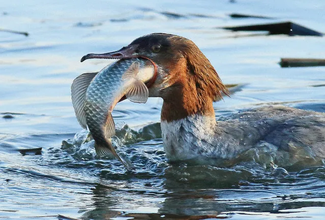A goosander holds a fish in its beak in a stream in Gangneung, Gangwon Province, South Korea, 14 January 2015. (Photo by EPA/Yonhap)