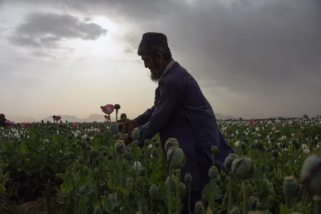 An Afghan farmers harvests opium sap from a poppy field in Zari District in Kandahar province on April 9, 2018. The US government has spent billions of dollars on a war to eliminate drugs from Afghanistan, but the country still remains the world's top opium producer. (Photo by Javed Tanveer/AFP Photo)