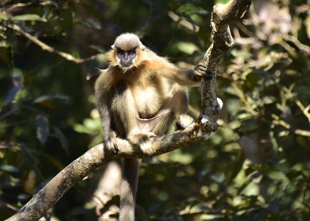 The Golden Langur, a rare monkey species, is seen inside the Burapahar range of Kaziranga National Park in India, on December 14, 2025. (Photo by Anuwar Hazarika/NurPhoto/Rex Features/Shutterstock)