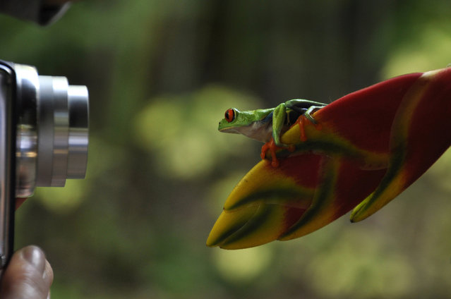 “Tourists”. Red eyed tree frog posing for pictures. Location: Costa Rica. (Photo and caption by Sally Harmon/National Geographic Traveler Photo Contest)