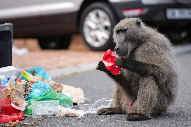 A Chacma baboon feeds during a raid on refuse bins by a troop foraging in the residential neighborhood of Capri in Cape Town, South Africa, on October 14, 2024. (Photo by Nic Bothma/Reuters)