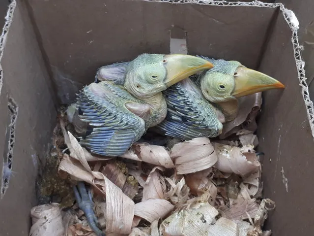 This handout photo taken on May 2018 in Mexico and provided by Interpol on Wednesday, June 20, 2018, shows young hatchings intercepted by Mexican police authorities as they were being smuggled out of Mexico. International police agency Interpol said a giant operation against illegal trade in wildlife and timber resulted in millions of dollars-worth of seizures and the identification of 1,400 suspects across the world. The long-month operation involved 93 countries in May, the statement said. (Photo by Interpol via AP Photo)
