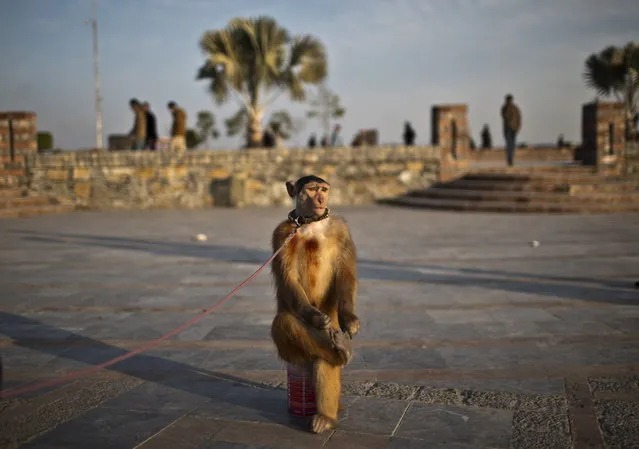 A trained monkey sits on a can next to his owner as they wait for customers to perform to in a park in Islamabad, Pakistan, Saturday, January 24, 2015. (Photo by Muhammed Muheisen/AP Photo)