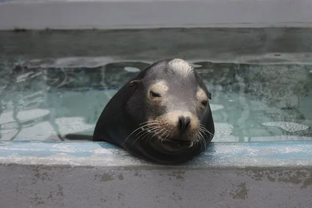 California sea lion Blarney McCresty, that was treated for domoic acid toxicity, is seen during his rehabilitation at the Marine Mammal Center in Sausalito, California in this handout released to Reuters on December 14, 2015 courtesy of The Marine Mammal Center. A neurotoxin produced by marine algae is inflicting brain damage on sea lions along California's coast. (Photo by Reuters/The Marine Mammal Center)