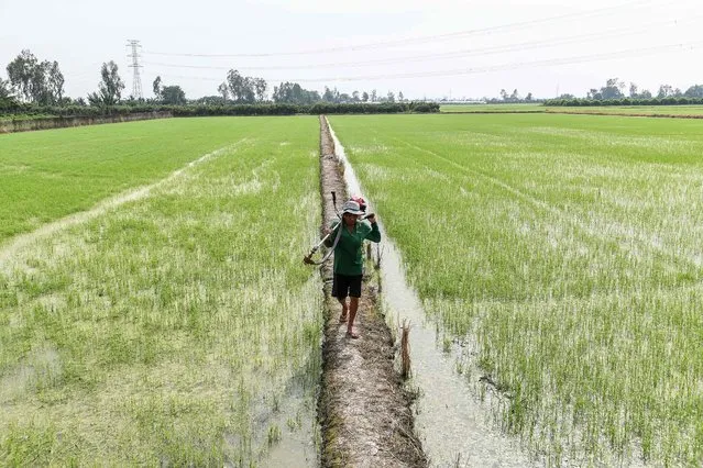 A farmer walks along an embankment in a rice field in Can Tho in southern Vietnam on February 27, 2023. (Photo by Nhac Nguyen/AFP Photo)