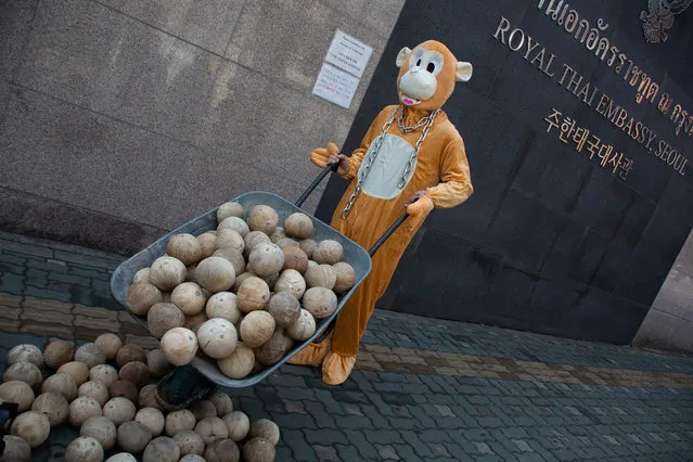 A member of People for the Ethical Treatment of Animals (PETA) wearing a monkey costume protests outside the Thai  Embassy in Seoul, South Korea, 05 March 2021. Activists protested against the alleged unethical treatment of monkeys in Thailand's coconut industry. The animals, according to PETA, who are kept in cruel manners are forced to climb and pick coconuts that are later used in coconut milk products. Activists urged South Korean retailers and consumers to boycott coconut brands engaged in cruel monkey labor. (Photo by Jeon Heon-Kyun/EPA/EFE)