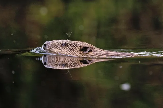 A beaver swims along a river on July 20, 2023 in Kent, England. The re-introduction of beavers into managed estates and private land across the UK has gathered momentum over the last few years. In 2002, two beaver families were released into a contained colony at Ham Fen nature reserve in Kent. Subsequent flooding of the reserve led to their escape and combination of these escapees and rumoured ‘illegal’ beaver releases into the river systems has led to an established population that now live in the river Stour catchment area. Proponents of re-wilding projects have welcomed the beavers pointing to the environmental benefits, but the trend is concerning farmers who worry about the negative impacts the animals could have on their land. Beavers shape their environment, felling trees which opens woodland canopy, increasing biodiversity, but they can also be damaging if the wrong trees are felled. As well as building lodges across rivers beavers also burrow into riverbanks with the entrances submerged, digging upwards into the bank creating chambers above water level along the side of riverbanks, often under farmers’ fields. There have been instances of farm machinery falling through fields into burrows that can lie just under the surface. Assessing and managing these conflicting views is the East Kent Beaver Advisory Group, (EKBAG). Following meetings with farmers the results of a census to ascertain beaver numbers on the Stour and the suitability of where their habitats are located, are being collated. The animals gained legal protection in the UK in October 2022, however ministers and MPs, including MP Sir Robert Goodwill, chair of DEFRA, have been urged to review their protected status in England. Mr Goodwill is calling for something similar to the “German model” which would allow local communities to control beavers without unnecessary bureaucracy. (Photo by Dan Kitwood/Getty Images)